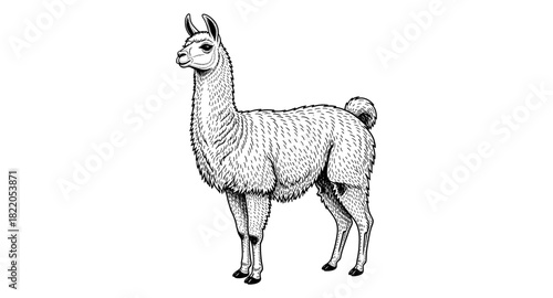 Detailed llama in black and white line art style on white background