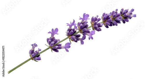 Single lavender sprig with purple flowers and green stem isolated on a transparent background