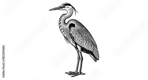 Detailed black and white heron standing: elegant animal design in vintage style