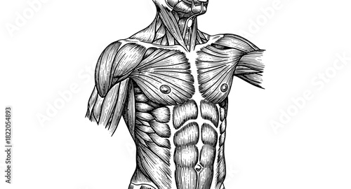 Intricate human anatomy: detailed sketch of muscular system in black ink