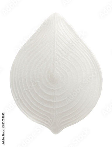 Fish scale preserved, lacking usual color variations in a dwindling population.