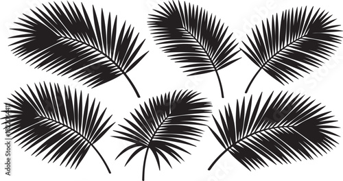 Black Silhouette Palm Fronds on White Background leaf on transparent background