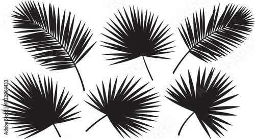 Black Silhouette Palm Fronds on White Background tropical on transparent background