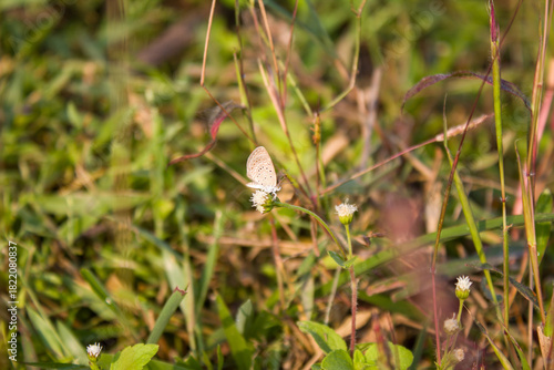 Tableau sur toile butterfly on a flower, Close-up of a Tiny Grass Blue butterfly perched on a small wildflower in natural light
