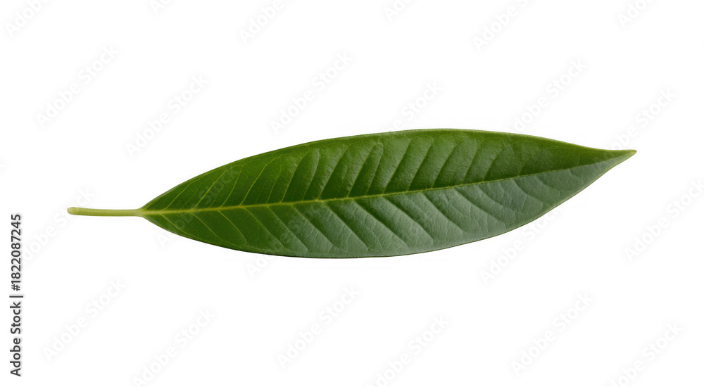 Obraz premium Single green leaf with prominent veins and serrated edges isolated on a transparent background