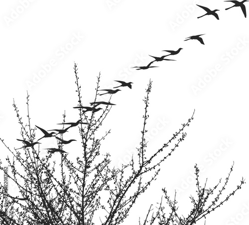 Silhouettes of Flying Birds Migrating Above Wild Bush Branches, Vector Illustration of Nature, Freedom, Travel, and Season Change