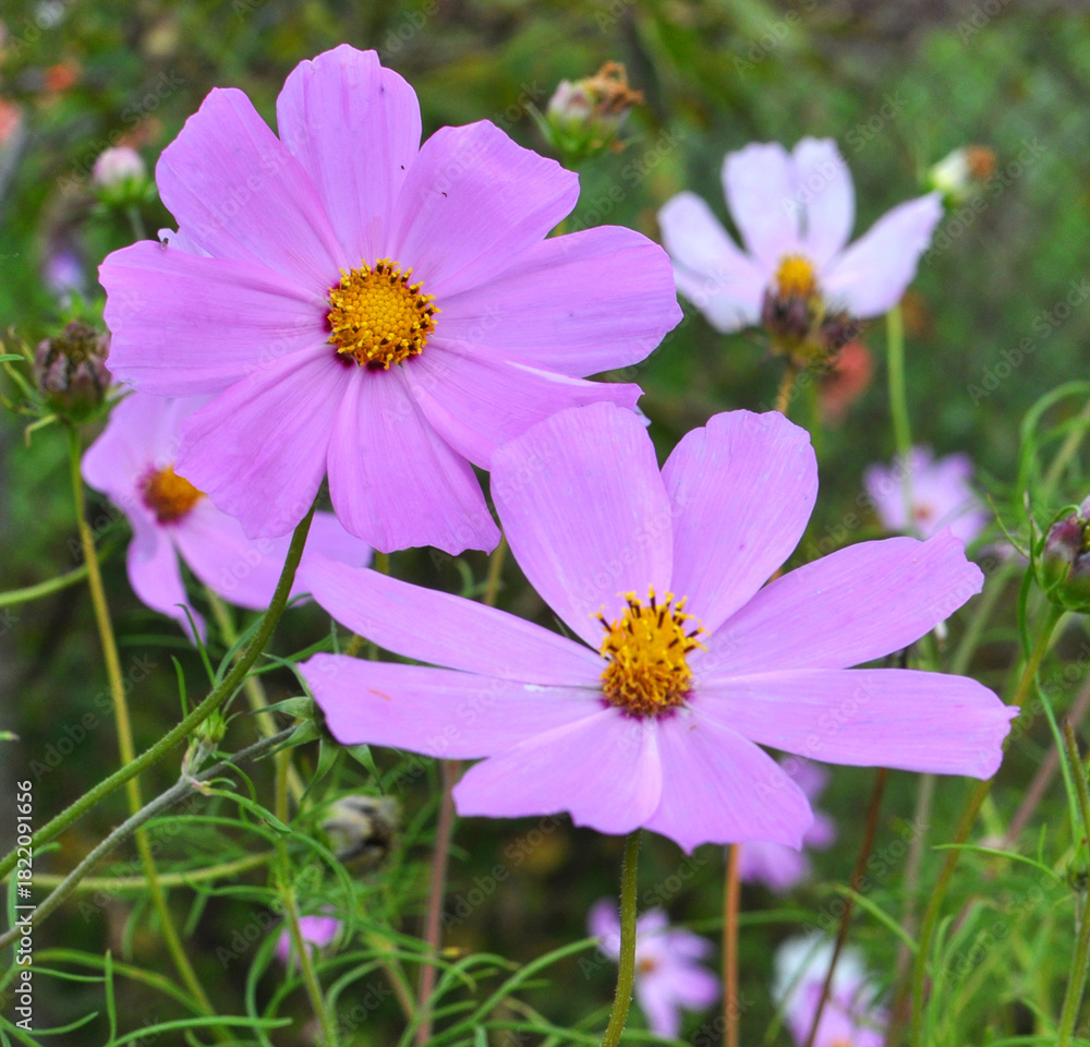 Fototapeta premium Decorative Cosmos flowers bloom in nature