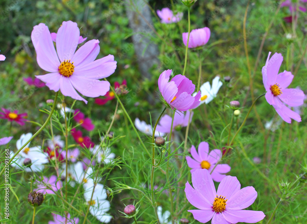 Fototapeta premium Decorative Cosmos flowers bloom in nature