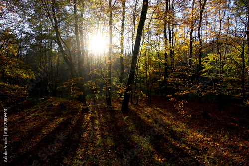 Foto The autumn shadows of the forest and the sun brakes trough
