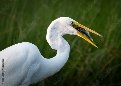 Great Egret with it's Catch