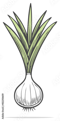 Stylized Onion Illustration with Long Green Leaves, Fresh Vegetable, Garden Crop, and Culinary Herb