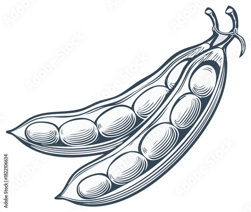 Detailed botanical line art illustration of pea pods, one open showing peas