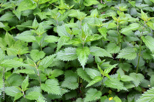 Dioecious nettle (Urtica dioica) grows in nature
