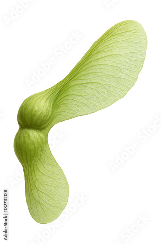 Winged, papery maple seed with a green hue.