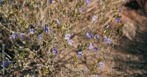 Purple flowering bushes sway in the wind on a dry desert roadside in Namibia, with a fence in the background and warm daylight illuminating the arid landscape.