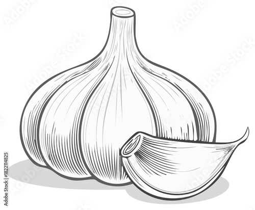 Garlic bulb and separated clove monochrome detailed line art illustration for cooking concepts