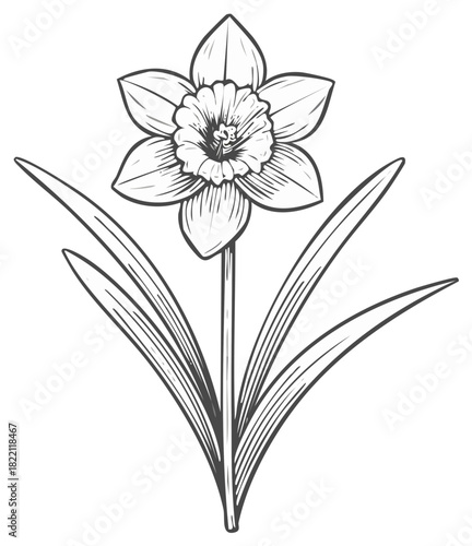 Daffodil flower hand drawn sketch. Floral botanical illustration of blooming narcissus.