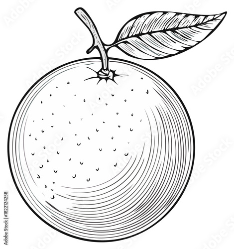 Detailed Black and White Illustration of a Citrus Orange Fruit with a Leaf and Stem