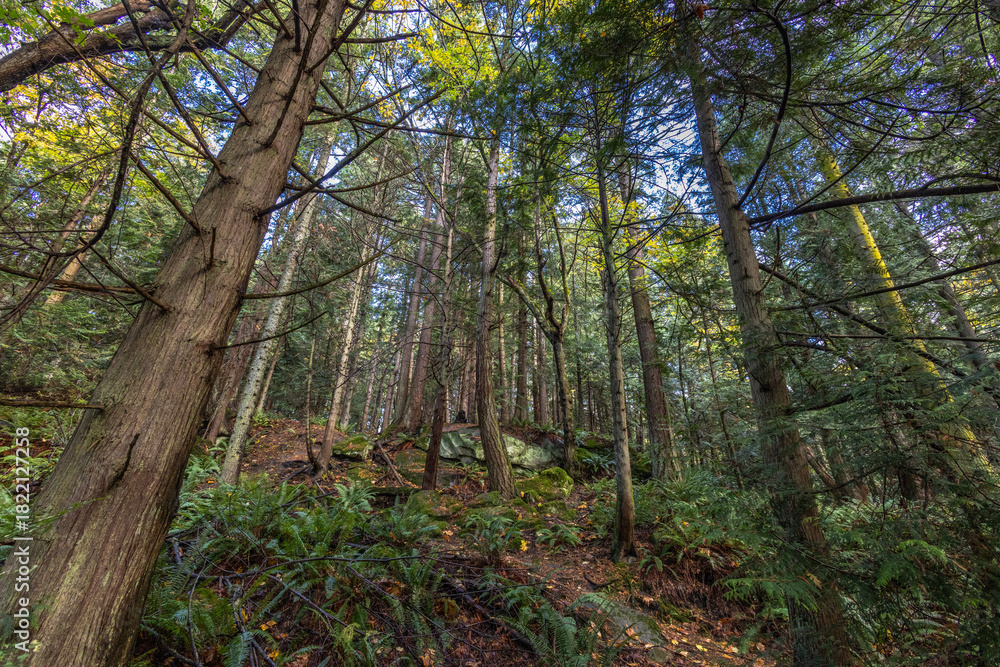 Obraz premium trees in the forest