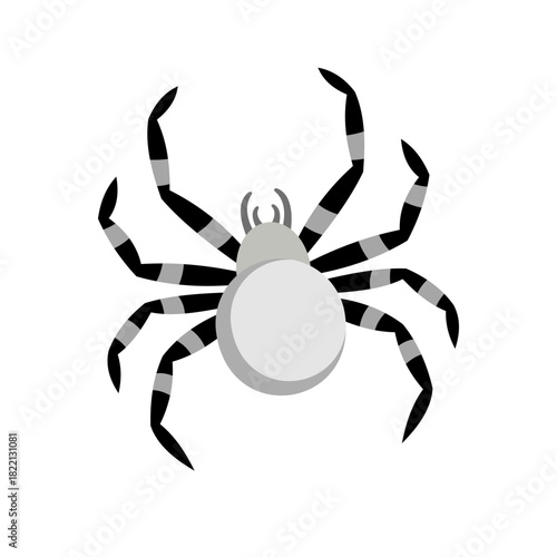  Black and White Spider. Monochrome Arachnid Illustration