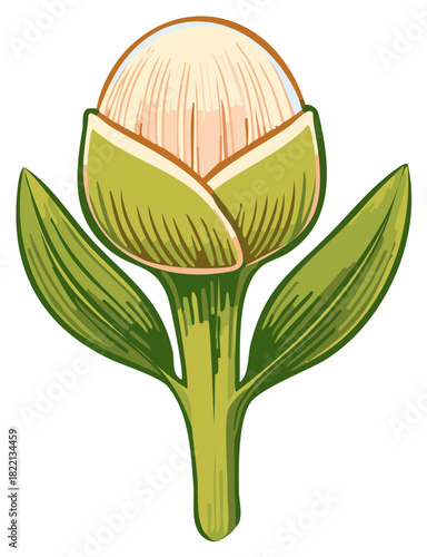 Illustration of a stylized unopened flower bud with green leaves