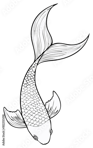 Elegant Japanese Koi carp swimming top view black and white vector illustration