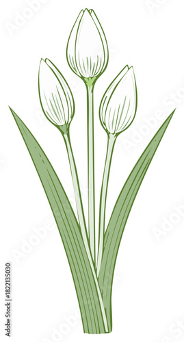 Delicate green sketched tulips with long leaves artfully arranged