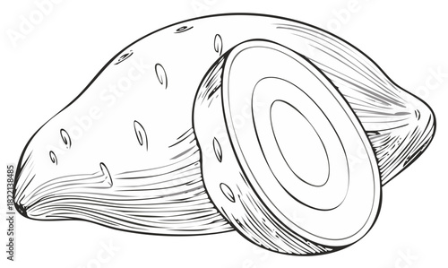 Hand drawn sweet potato sketch illustration. Vintage style whole and sliced raw tuber vegetable.