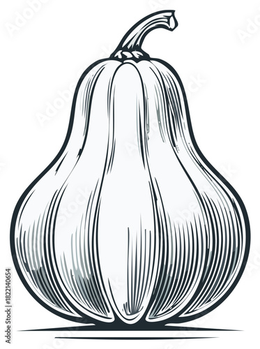 Hand drawn line art of a pear shaped squash a classic autumn harvest vegetable