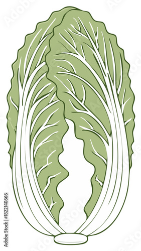 Fresh Green Napa Cabbage Vegetable Illustration for Healthy Food and Cooking Concepts