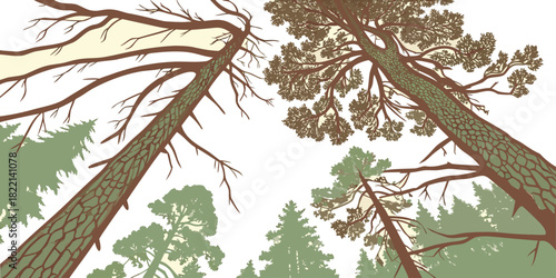 Redwood forest canopy minimal illustration