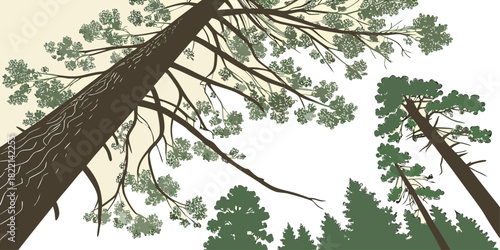 Redwood Forest Canopy Minimal Illustration Vector – Modern California Landmark Artwork for Travel, Nature, and Lifestyle Graphics