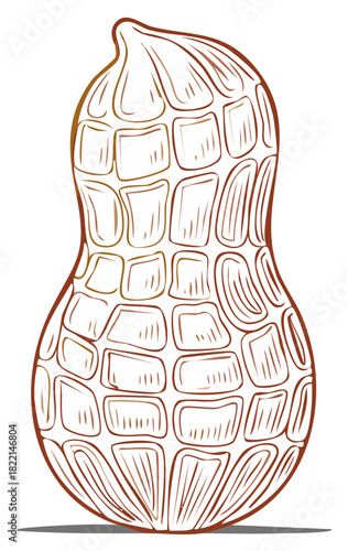 Single Peanut in Shell Isolated on White, Brown Outline, Organic Vegetarian Source, Protein-Rich, Earthy Flavor, Natural Food