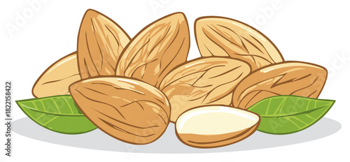 Almond nuts vector illustration with whole and halved kernels and green leaves