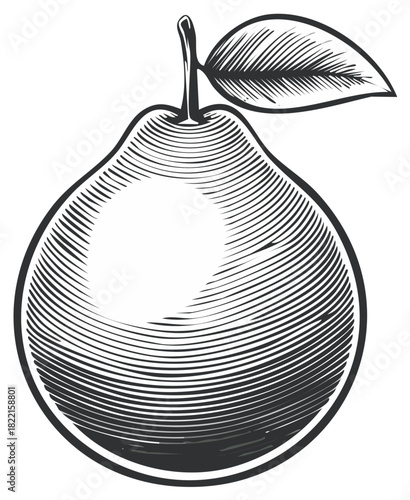Engraved Pear Illustration with Leaf Detail Fruit Still Life Vintage Art