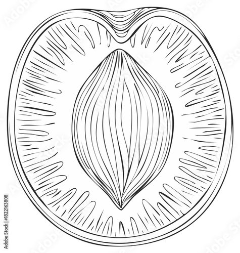 Halved peach fruit cross section with pit detailed line art illustration