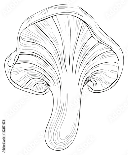 Black and white illustration of a chanterelle mushroom isolated