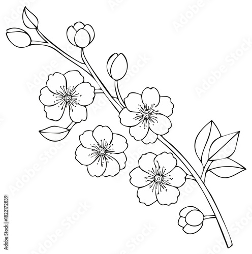 Blooming cherry blossom branch with flowers and buds black and white line art illustration