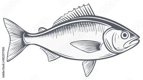 Detailed illustration of an aquatic fish, emphasizing its distinct scales, fins, and overall form, suitable for various creative and educational endeavors