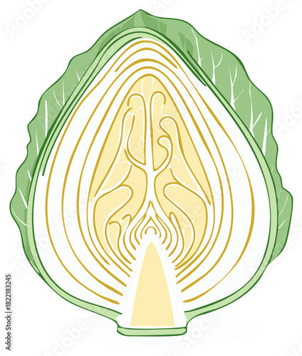 Sliced Cabbage Illustrative Cross Section, showing internal structure, layers, and leaves, showcasing the inner core and detailed composition.