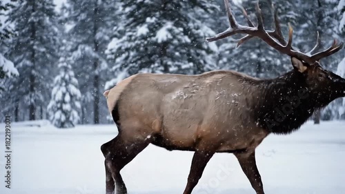 Firefly elk bull looks at you and walks out of frame slow motion snow