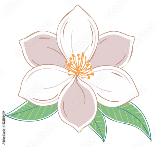 Illustration of White Magnolia Flower with Yellow Stamens and Green Leaves for Graphic Design