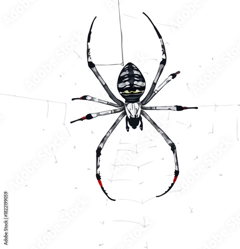 Vector illustration of the spider on the web.