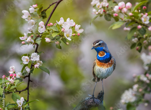 male bluethroat bird sits in a spring garden on blossoming branches of an app...