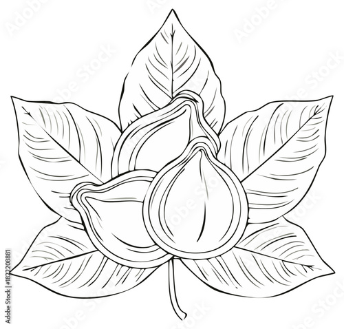 Black and white illustration of figs and leaves.