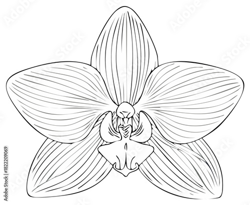 Line Art Orchid Flower Illustration