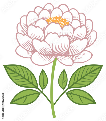 Elegant stylized blooming peony flower with detailed petals and symmetrical leaves vector illustration