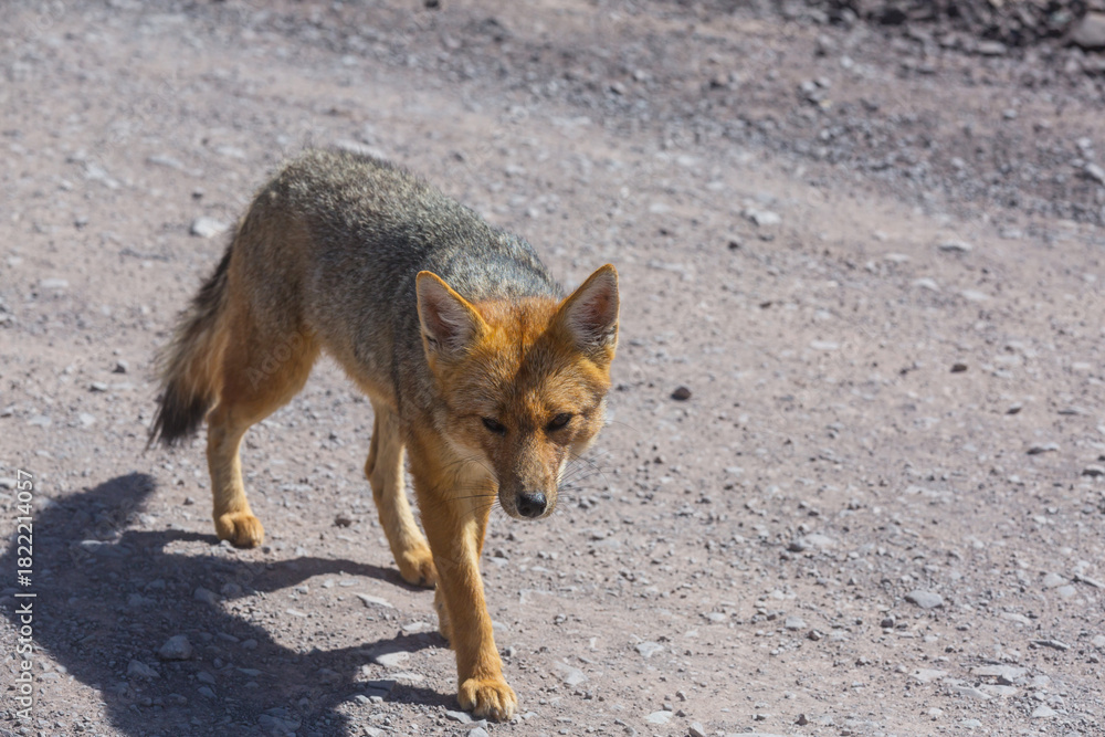 Naklejka premium Fox in Patagonia