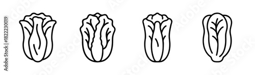 Napa cabbage vector illustration fresh healthy food icon