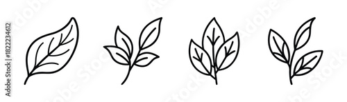 Stylized sage leaf vector illustration icon simple green plant